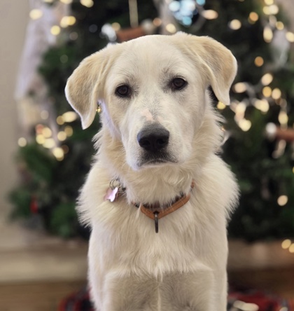 Golden%20Dog_edited.jpg