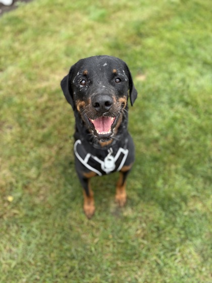 Golden%20Dog_edited.jpg