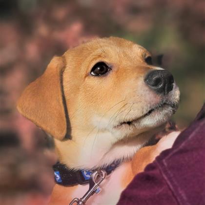 Golden%20Dog_edited.jpg