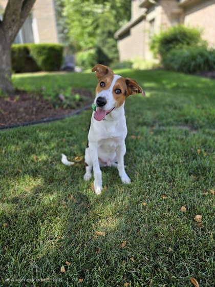 Golden%20Dog_edited.jpg