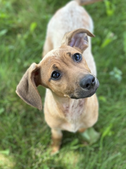 Golden%20Dog_edited.jpg