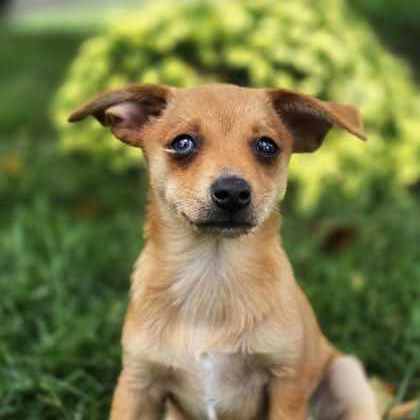 Golden%20Dog_edited.jpg