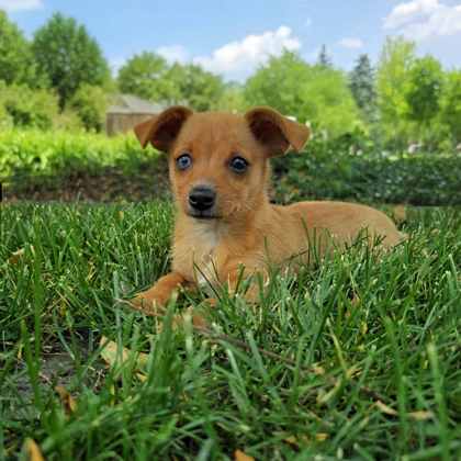 Golden%20Dog_edited.jpg