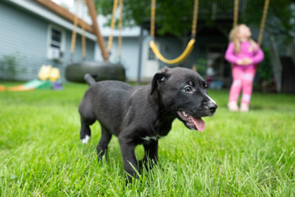 Golden%20Dog_edited.jpg