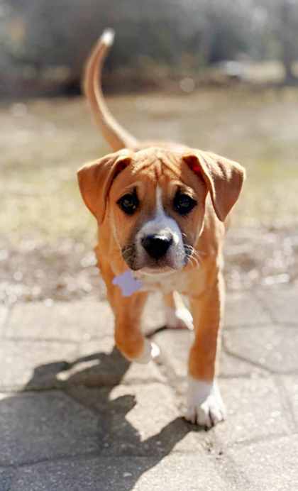 Golden%20Dog_edited.jpg