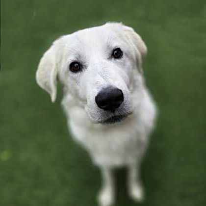 Golden%20Dog_edited.jpg
