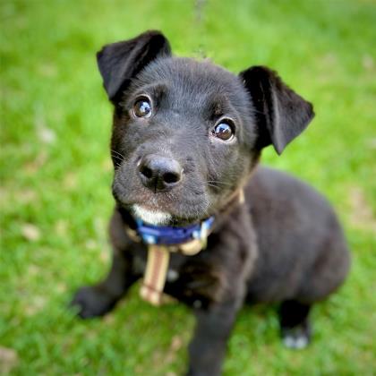 Golden%20Dog_edited.jpg