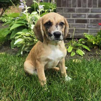 Golden%20Dog_edited.jpg