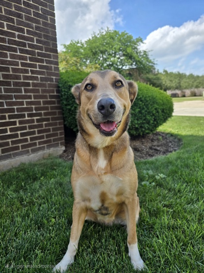 Golden%20Dog_edited.jpg