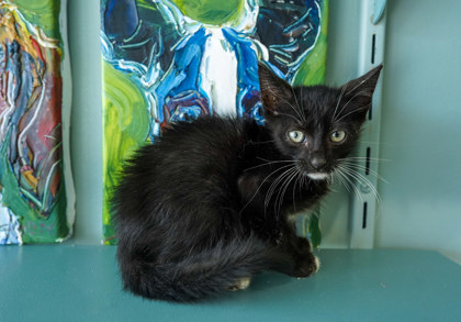 Mr. Mistoffelees