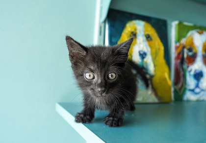 Jiji