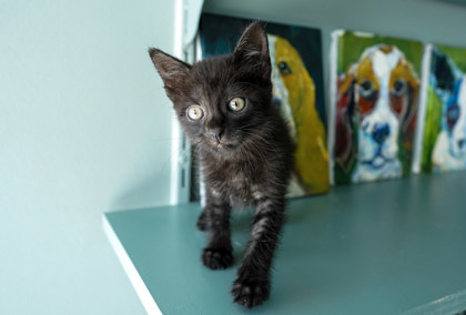 Jiji