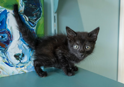 Jiji