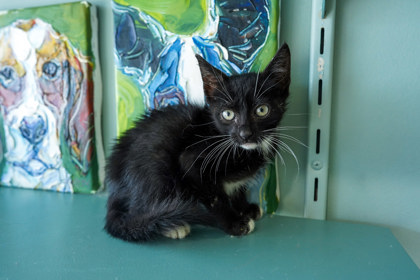 Mr. Mistoffelees