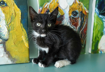 Mr. Mistoffelees
