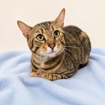 Mr. Pickles photo