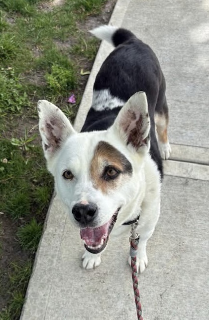Jake photo