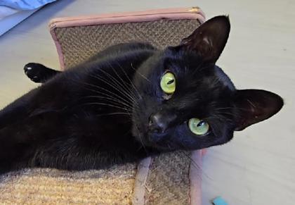 Juno photo