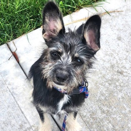 Hank photo