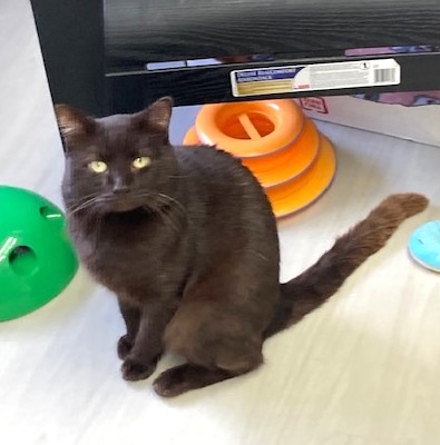 Reeses photo