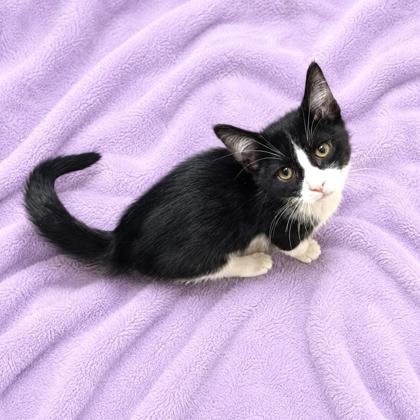 Tuxie photo