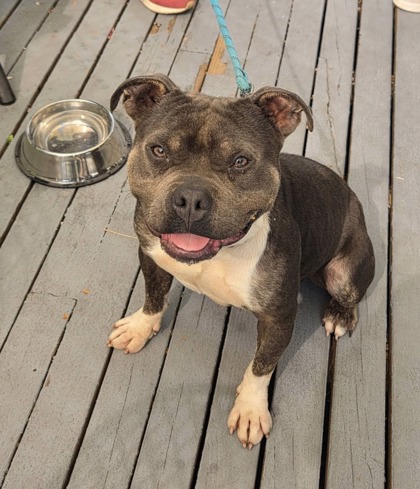 Enzo photo