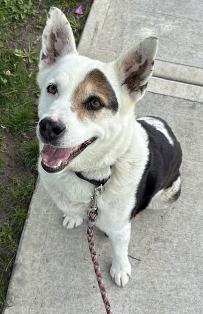 Jake photo