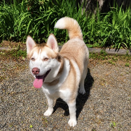 Ruby photo