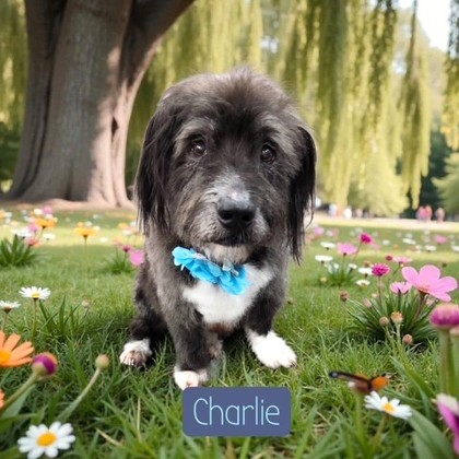Charlie photo