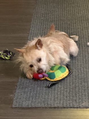 Darcy photo