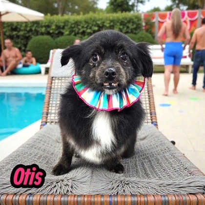 Otis photo