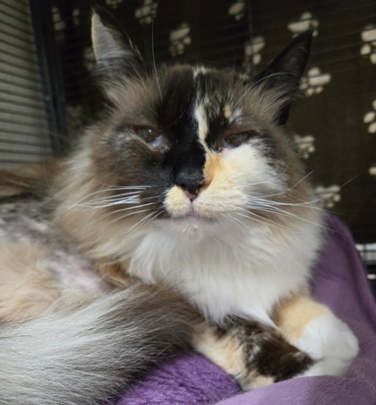 Fluff photo