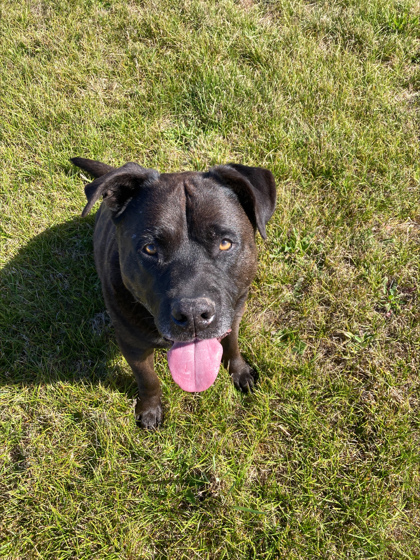 Yogi photo
