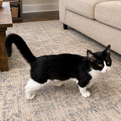 Tuxie photo