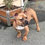 Georgie photo