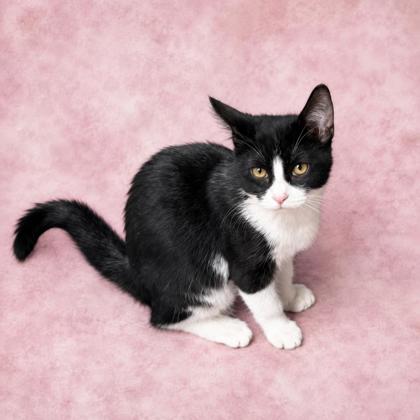 Tuxie photo