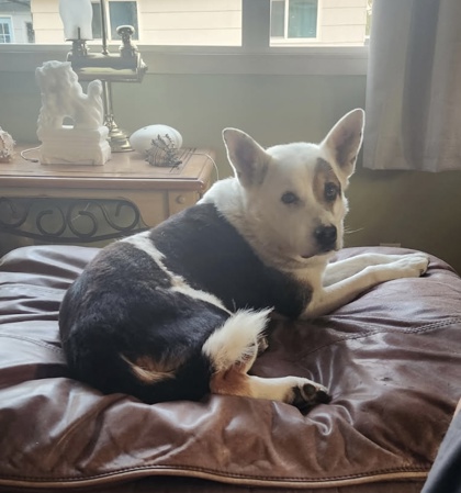 Jake photo