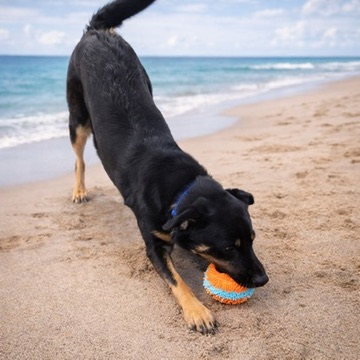 Sadie photo