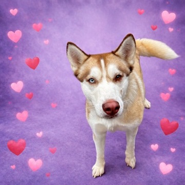 Ruby photo