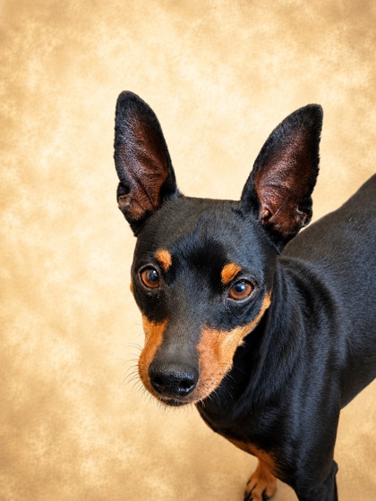 Bugsy photo