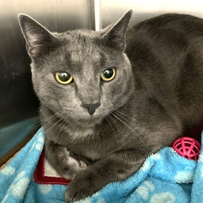 Zephyr photo