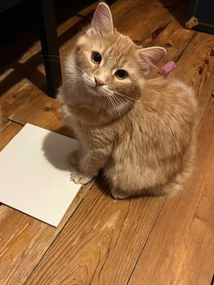 PetPlace