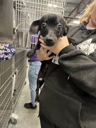 Pets in the shelter and Found Reports — Fresno Humane Animal Services Pets in the shelter and Found Reports — Fresno Humane Animal Services