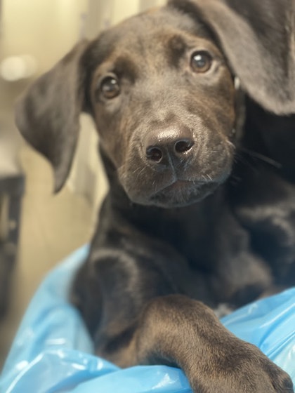 Pets in the shelter and Found Reports — Fresno Humane Animal Services