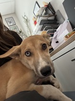 Chalupa