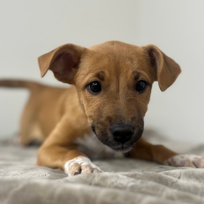 Miss Chanandler Bong photo