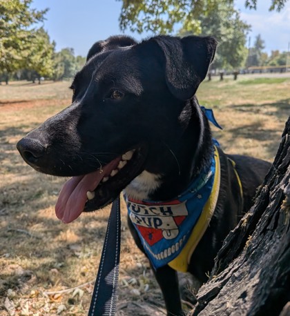 Odin photo
