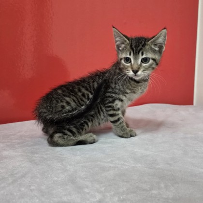 Small Stripes photo