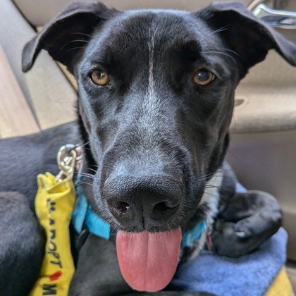 Odin photo