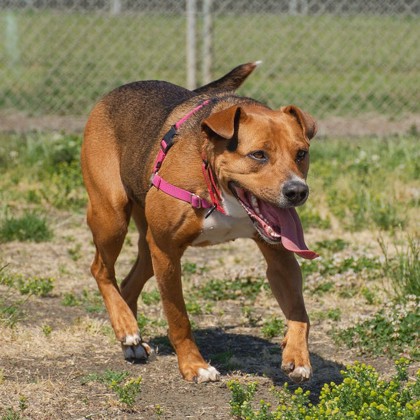 Ruby photo
